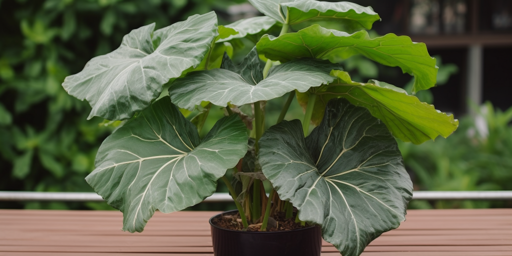 De Magie van Alocasia